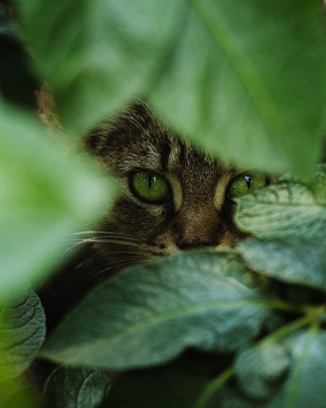 Quand un chat fugueur révèle un déséquilibre familial