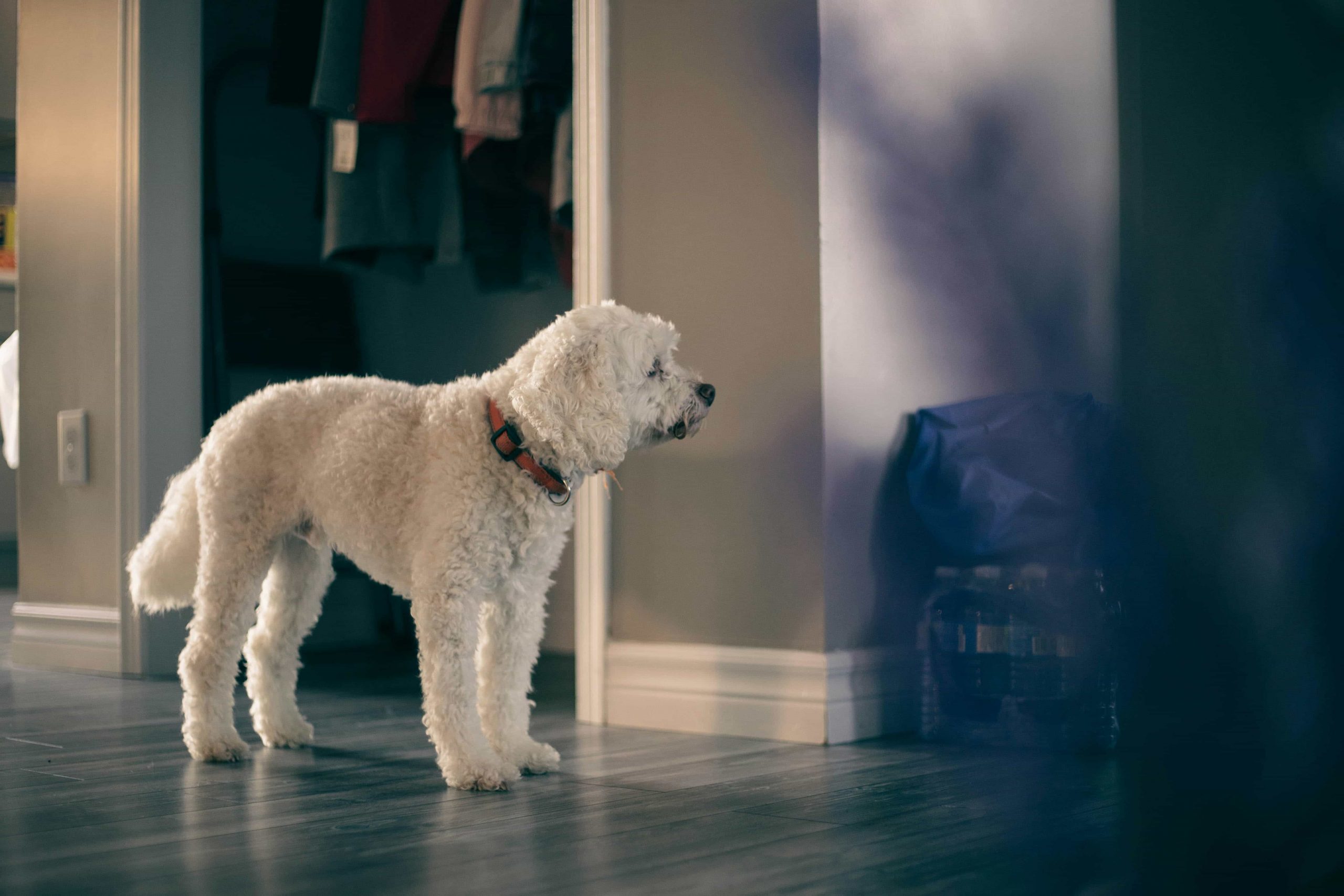 Mon chien aboie sans raison apparente. Et si c’était énergétique ?